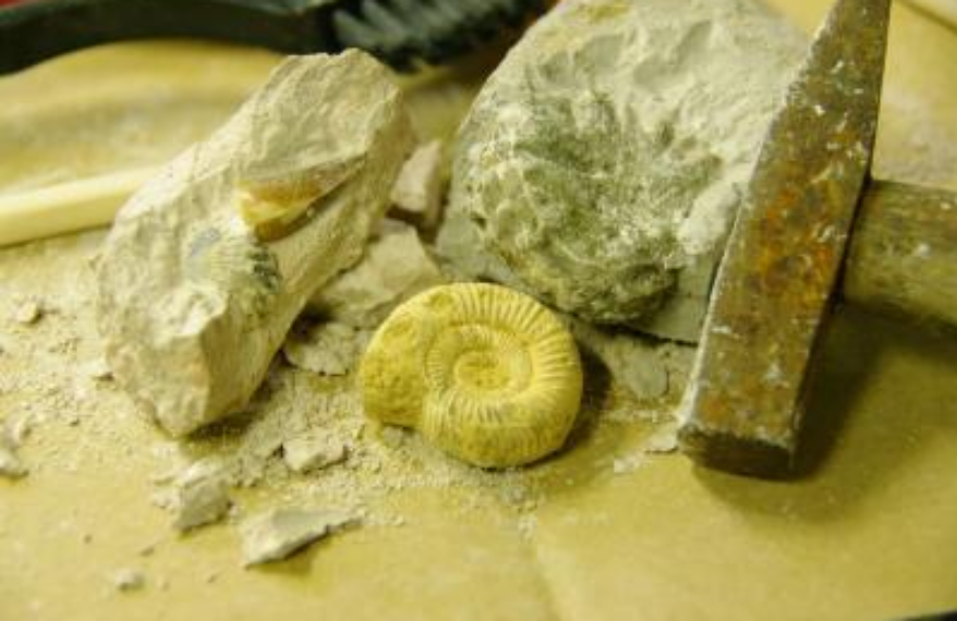 化石採集体験長崎バイオパーク